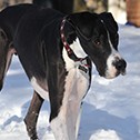 Fletcher, a VHC pet-story patient