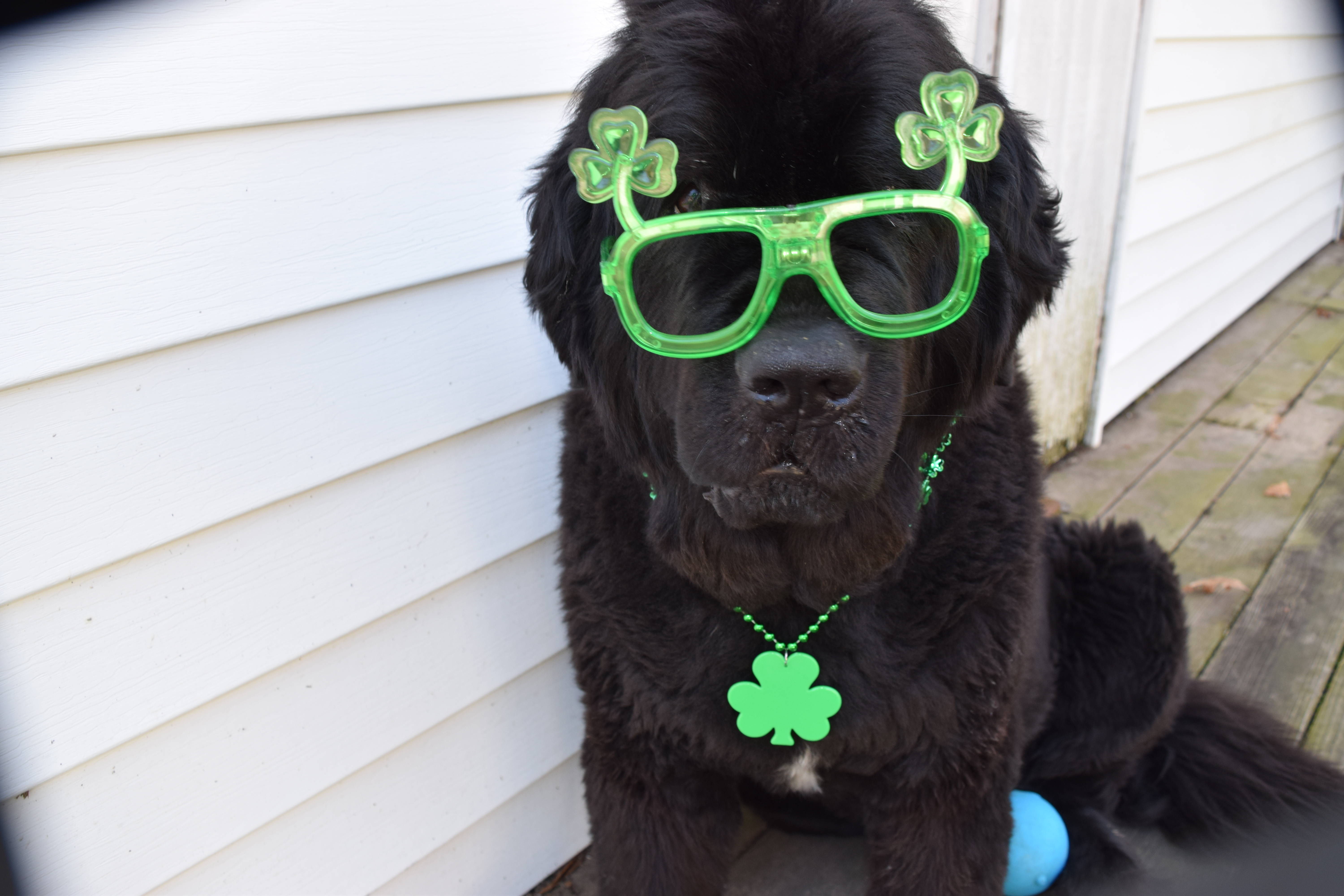 Sweet Pea, a VHC pet-story patient